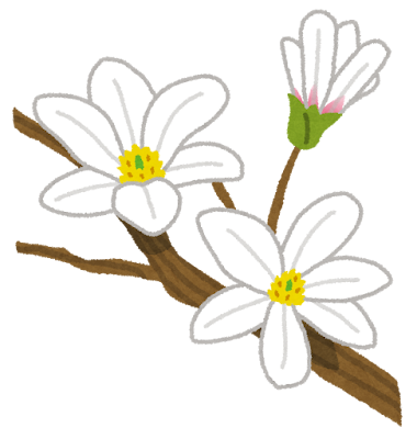 flower_kobushi